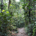 Amazon Rainforest, Peru