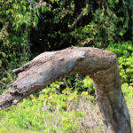 Bats in the Amazon Rainforest