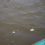 Feeding Piranhas in the Amazon Rainforest