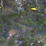 An Eel in an Oxbow Lake in Peru