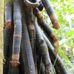 A Walking Tree in the Amazon Rainforest