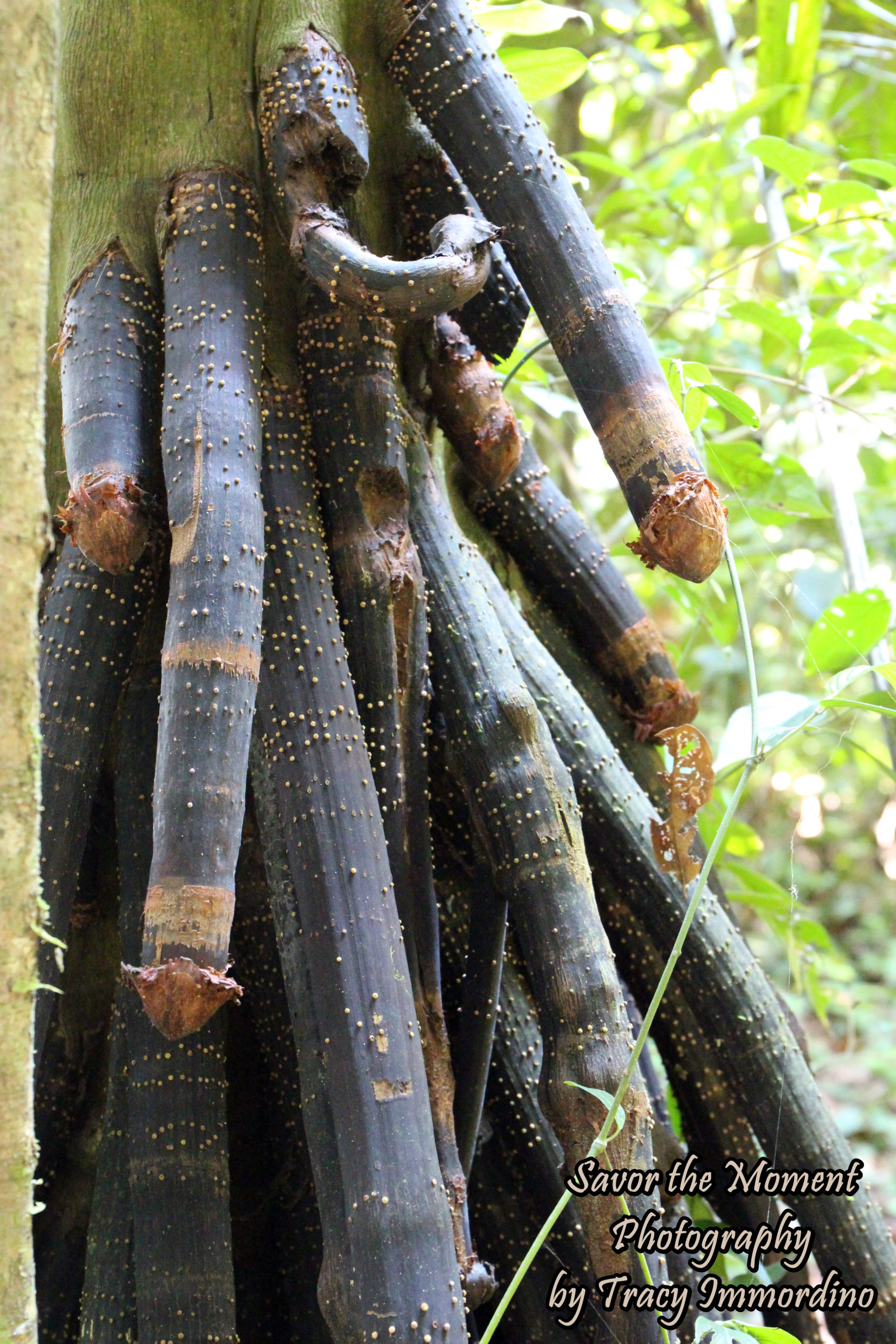 A Walking Tree in the Amazon Rainforest - Savor the Moment Photography