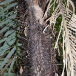 A Spiky Palm Tree Trunk in the Amazon Rainforest