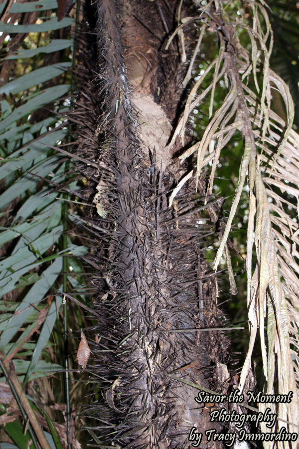 Visiting A Mammal Clay Lick In The Amazon Rainforest - Savor The Moment ...