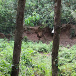 Capybara in the Amazon Rainforest