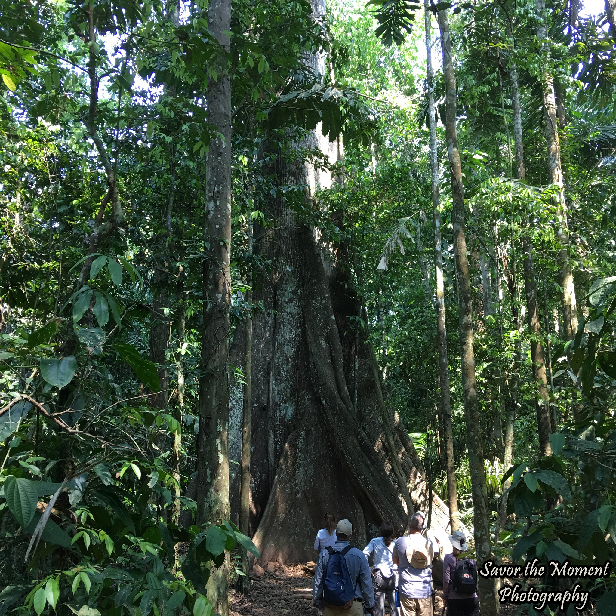 rainforest strangler fig tree