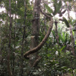 Amazon Rainforest in Tambopata, Peru