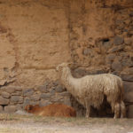 Llamas at the Ollantaytambo Ruins