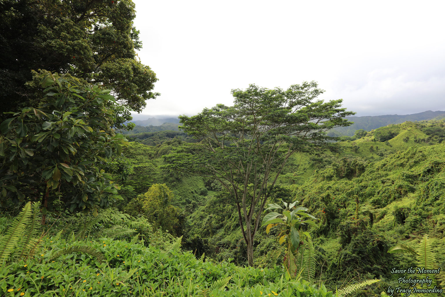 Hiking the Kuilau Ridge Trail in Kauai - Savor the Moment Photography