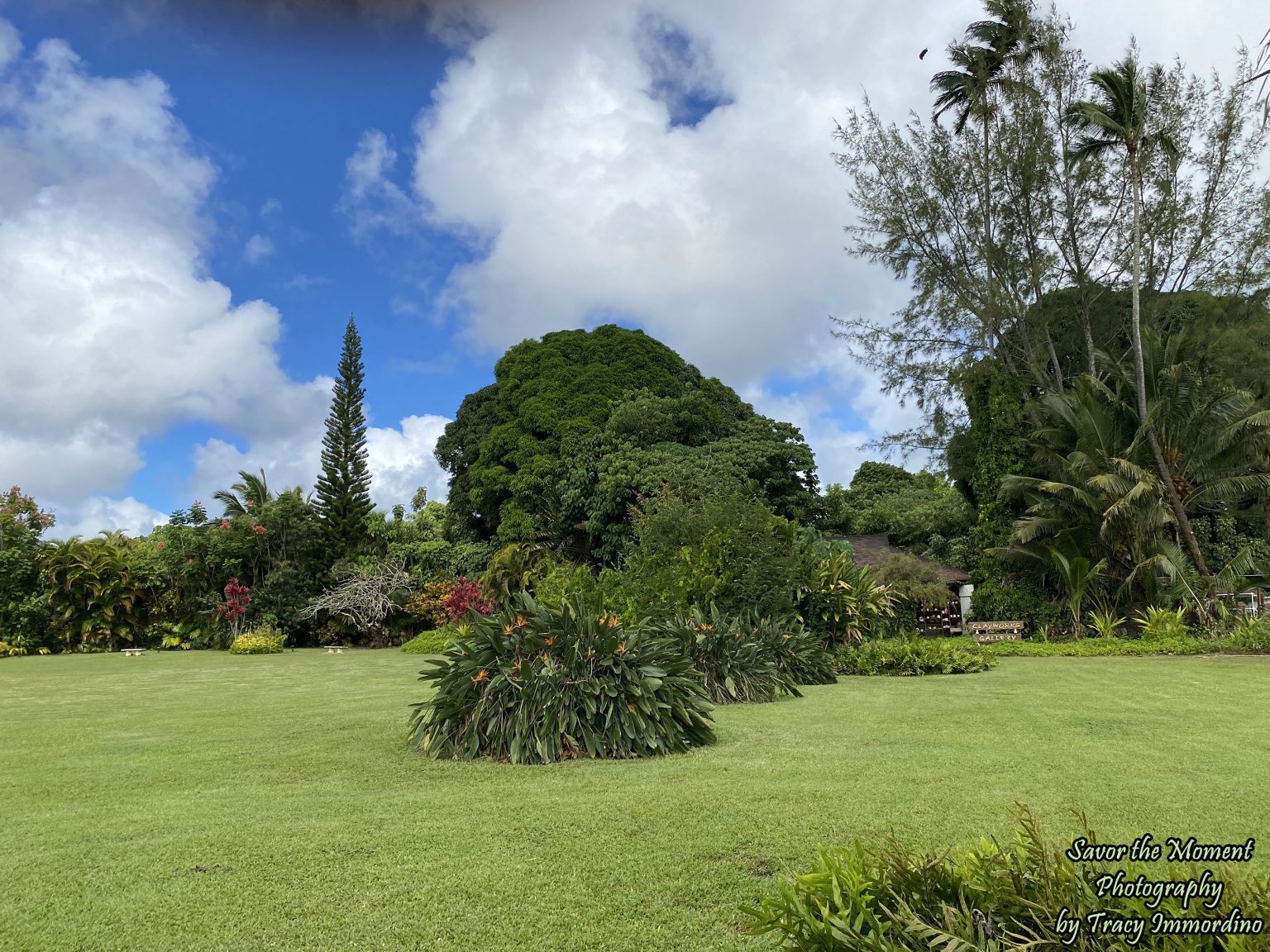 Visiting the Kilohana Plantation - Savor the Moment Photography