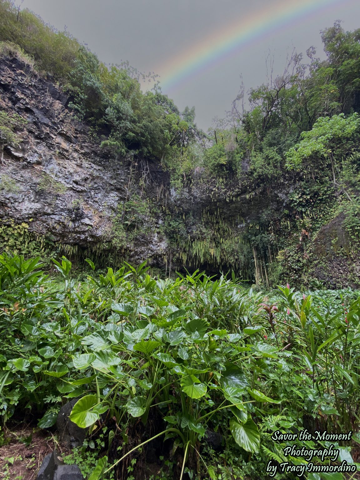 smith's fern grotto tour photos